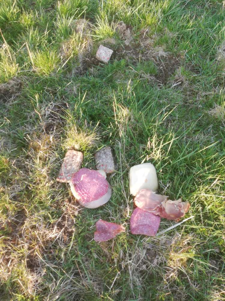 Giftköder-Fleisch- und Käsereste-Profilbild