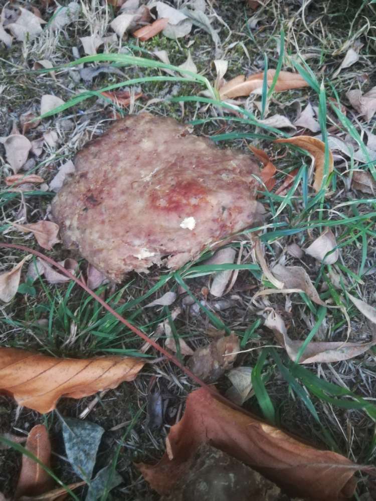 Giftköder-Giftköder vermutlich-Profilbild