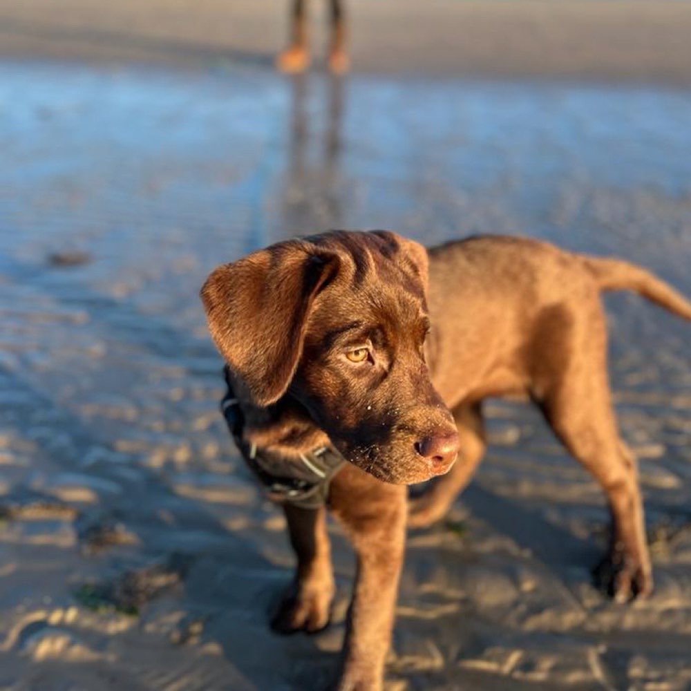 Hundetreffen-Treffen zum Gassigehen & Spielen-Profilbild