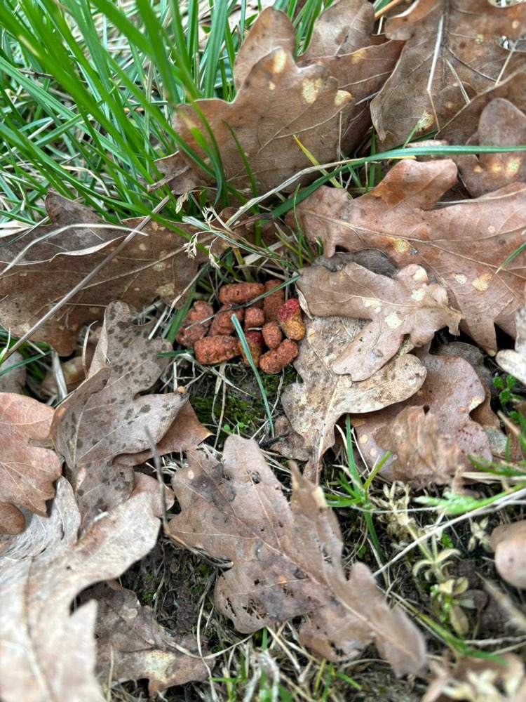 Giftköder-Verdacht auf Giftköder-Profilbild