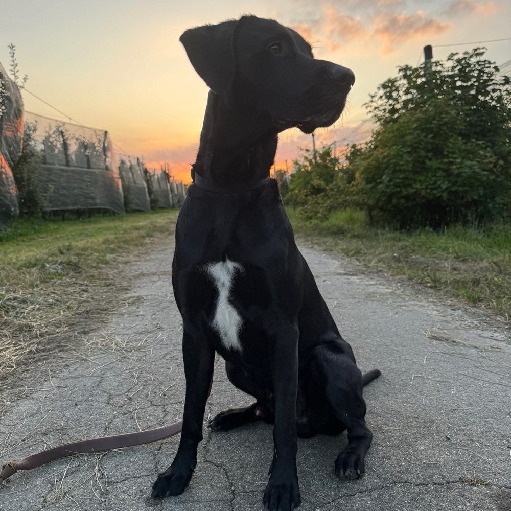 Hundetreffen-Übungspartner gesucht-Profilbild