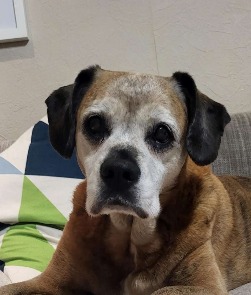 Hundetreffen-Hunde-Senioren -Treff-Profilbild