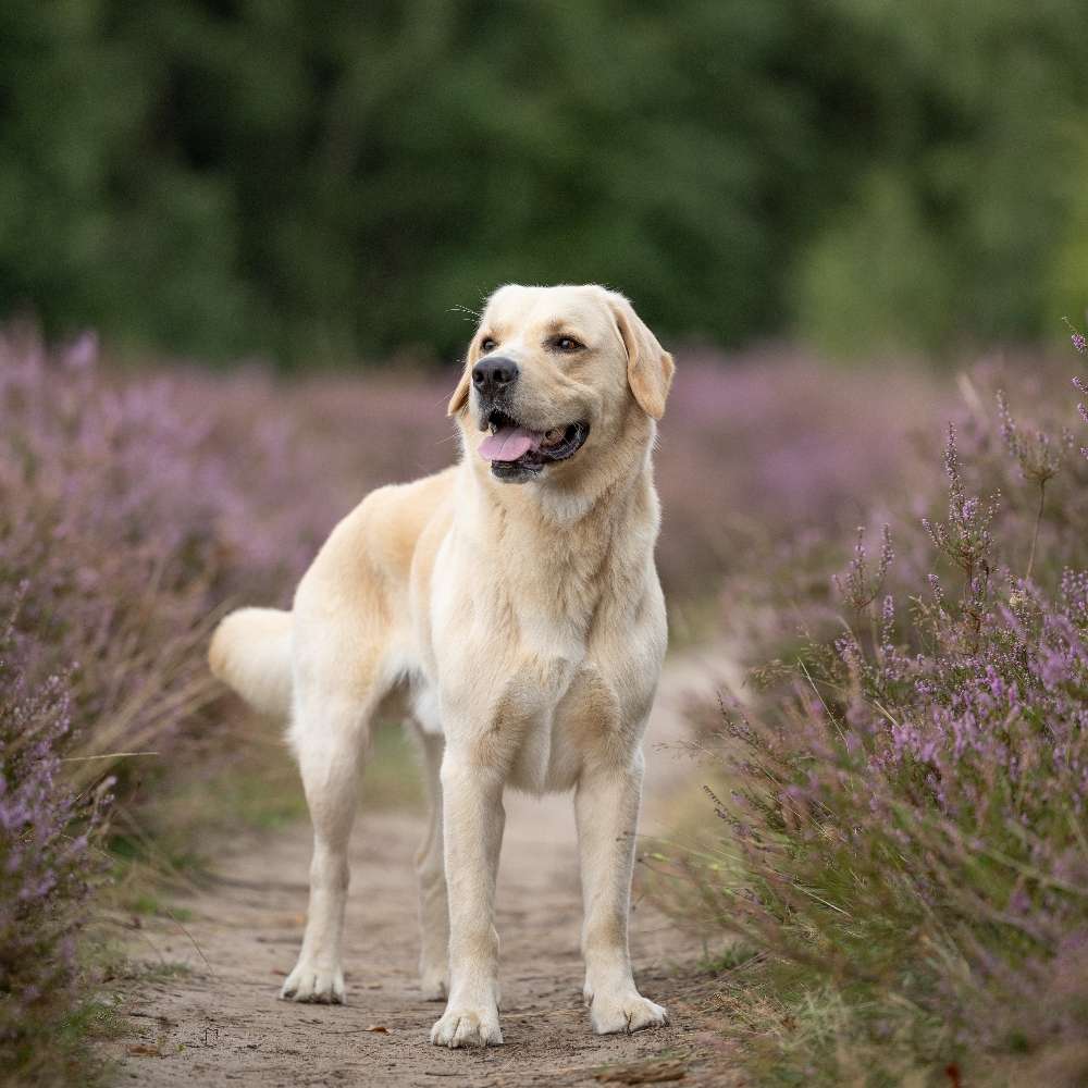Hundetreffen-Spieltreffen/Gassirunde-Profilbild
