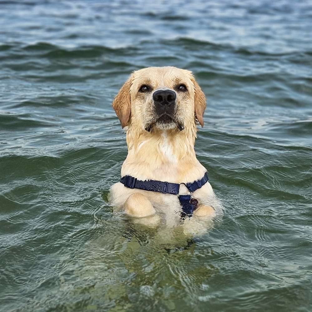 Hundetreffen-Spieltreffen/Gassirunde-Profilbild