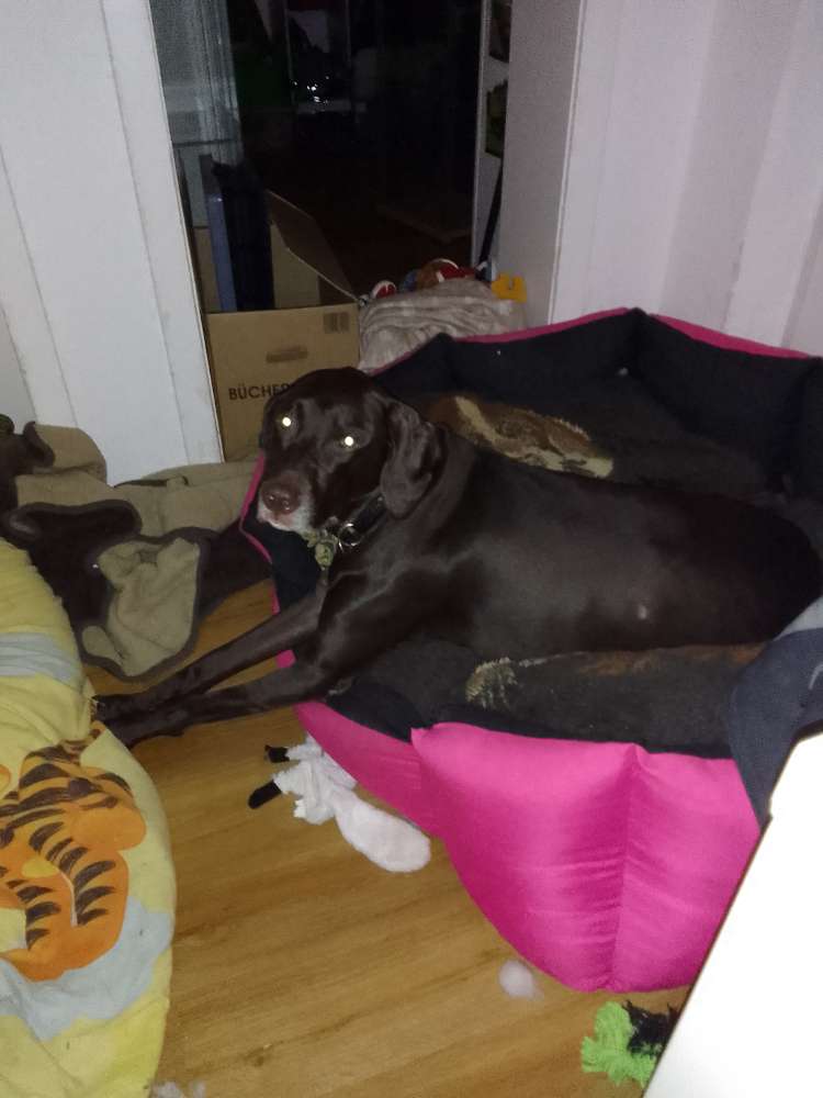 Hundetreffen-Mantrailing-Profilbild