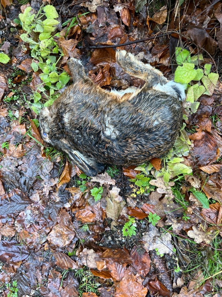 Giftköder-Toter Feldhase, direkt am Weg-Profilbild