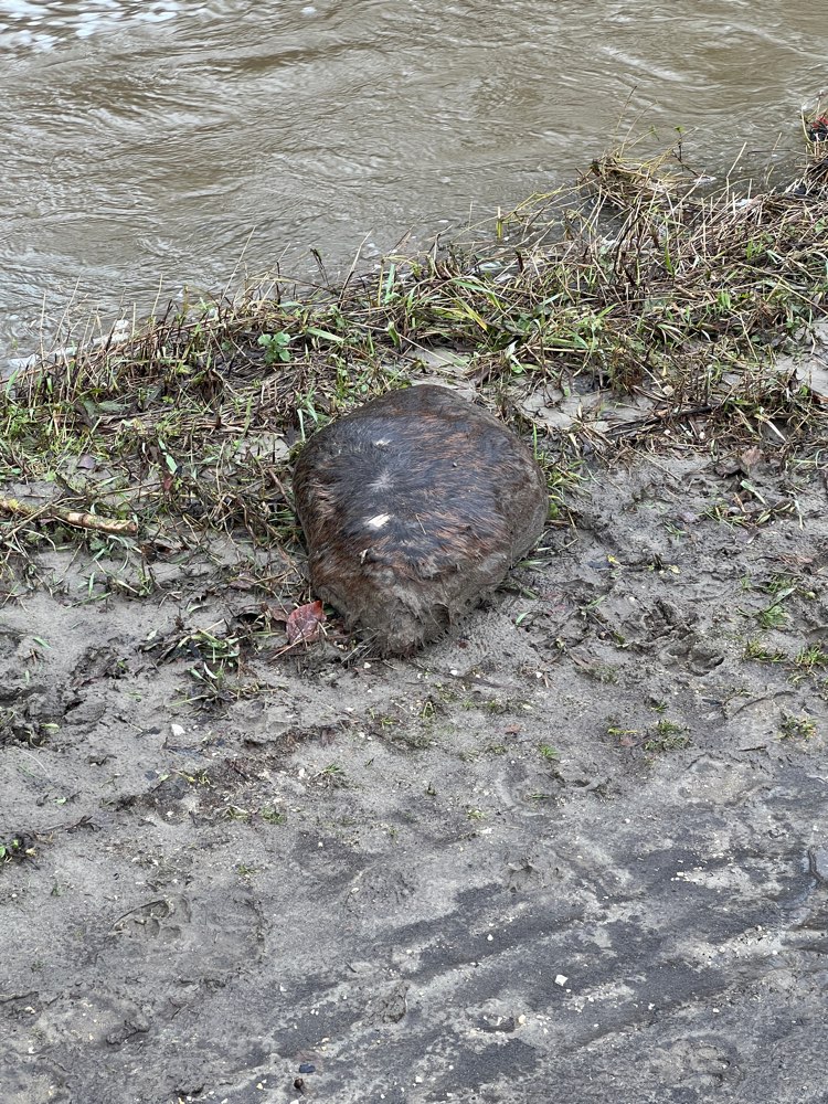 Giftköder-Tote Bieber im Uferbereich-Profilbild