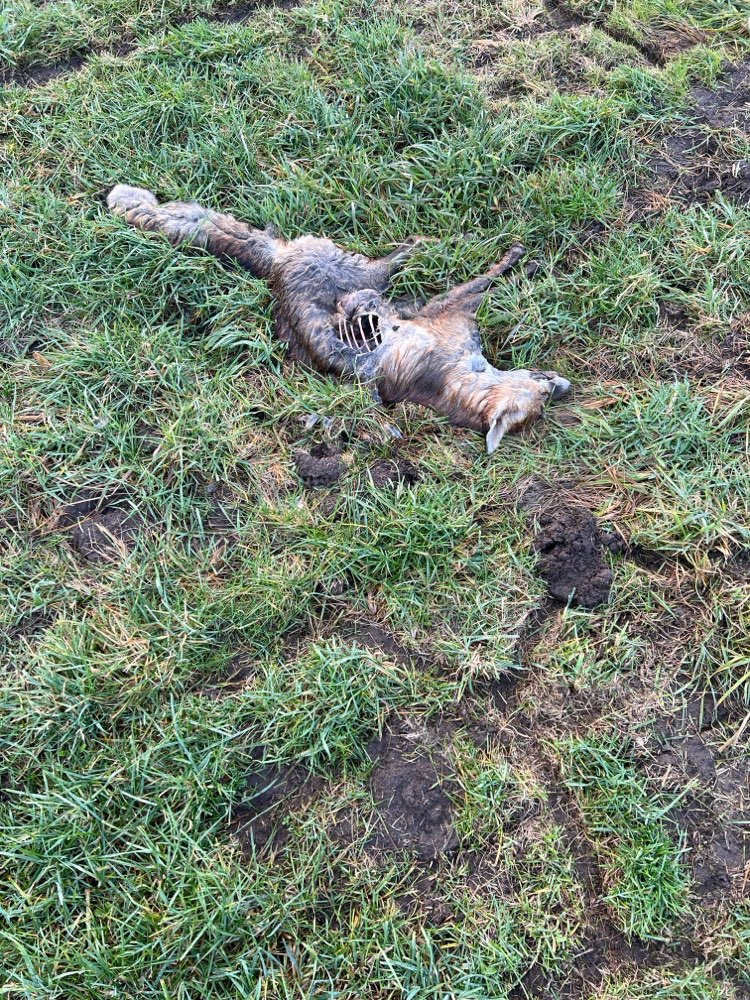 Giftköder-Toter Fuchs auf Wiese-Profilbild