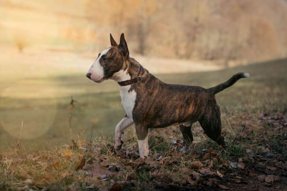 Hundetreffen-Spiel-Profilbild