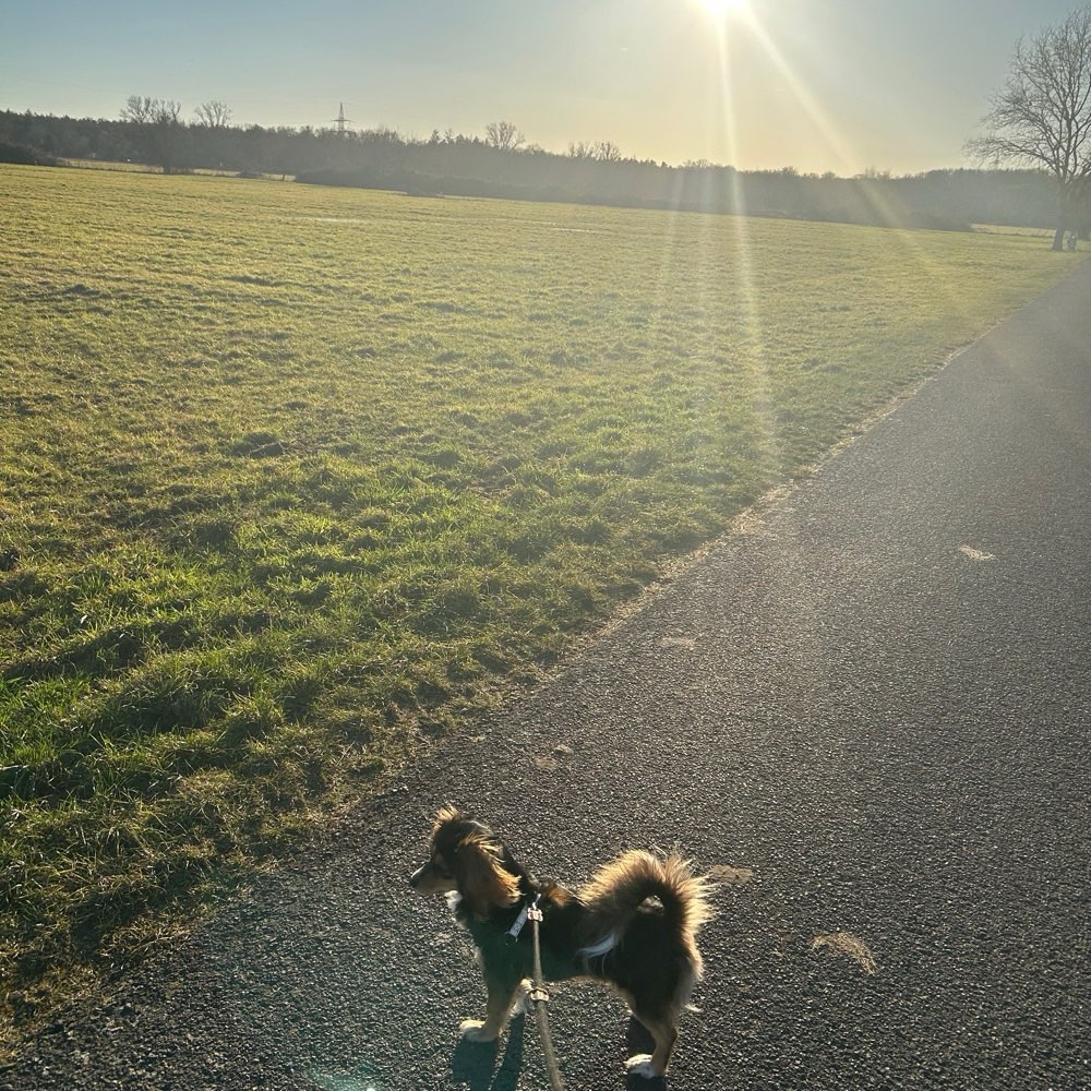 Hundetreffen-Spielen und Gassi gehen-Profilbild