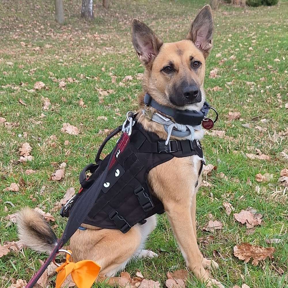 Hundetreffen-Hundebegegnungen üben-Profilbild