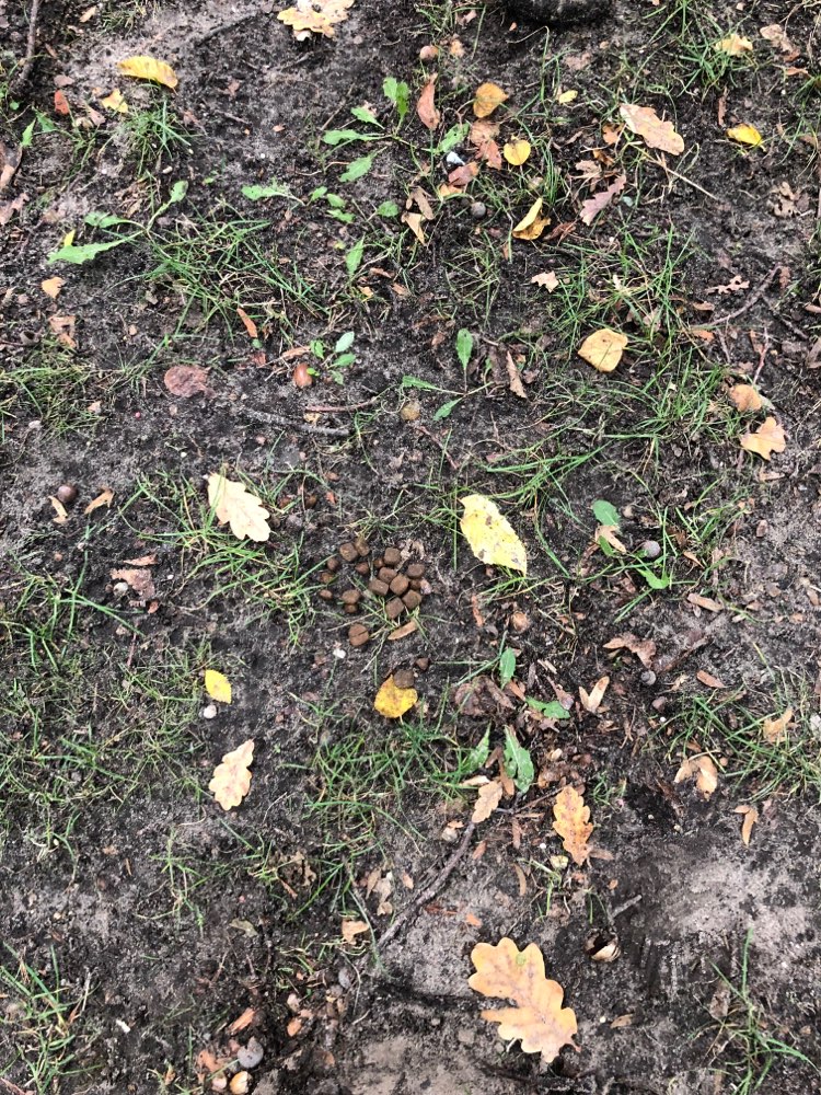 Giftköder-Trockenfutter ausgelegt-Profilbild