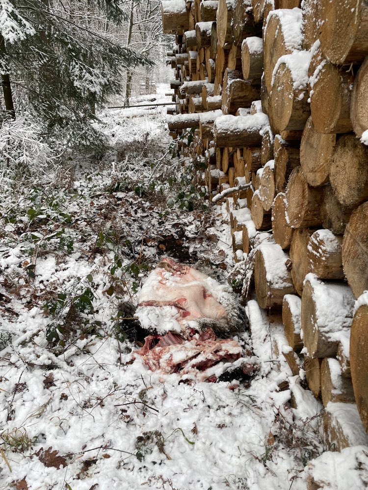 Giftköder-Wildschweinüberreste-Profilbild