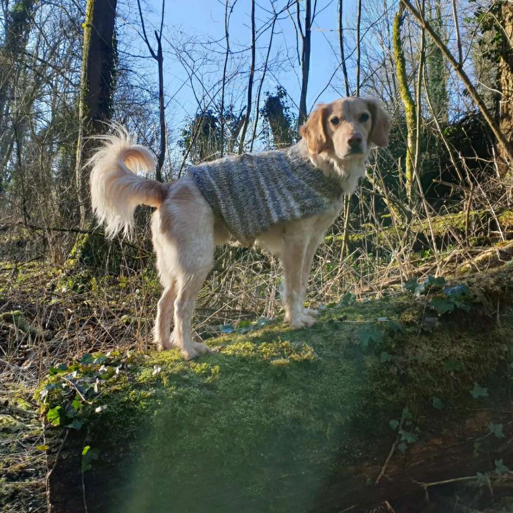 Hundetreffen-Gassirunden im Neandertal-Profilbild