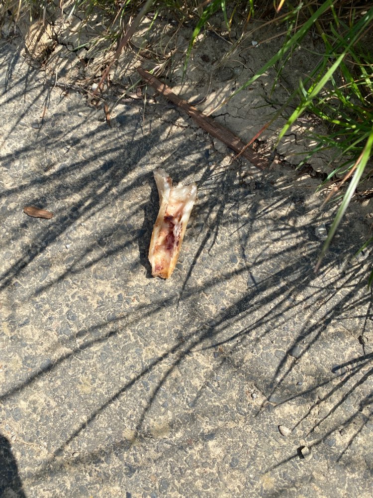 Giftköder-Knochenreste verteilt auf Feldweg!-Profilbild