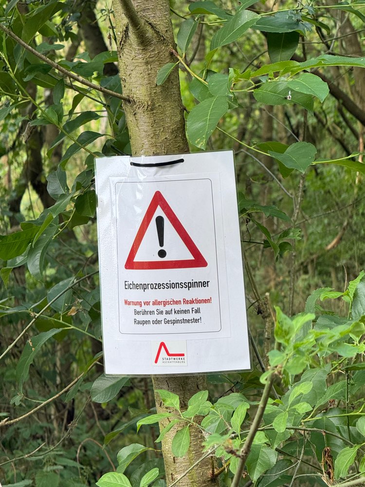 Giftköder-Eichenprozessionspinner-Profilbild