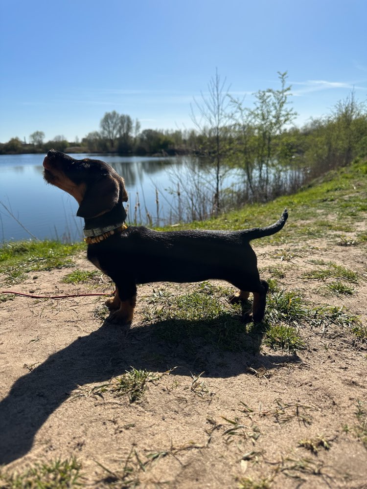 Hundetreffen-Welpentreffen - kleine Hunderassen - in Weyhe gesucht-Profilbild