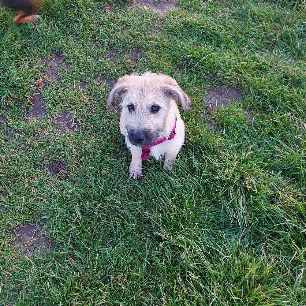 Hundetreffen-Welpentreffen-Profilbild