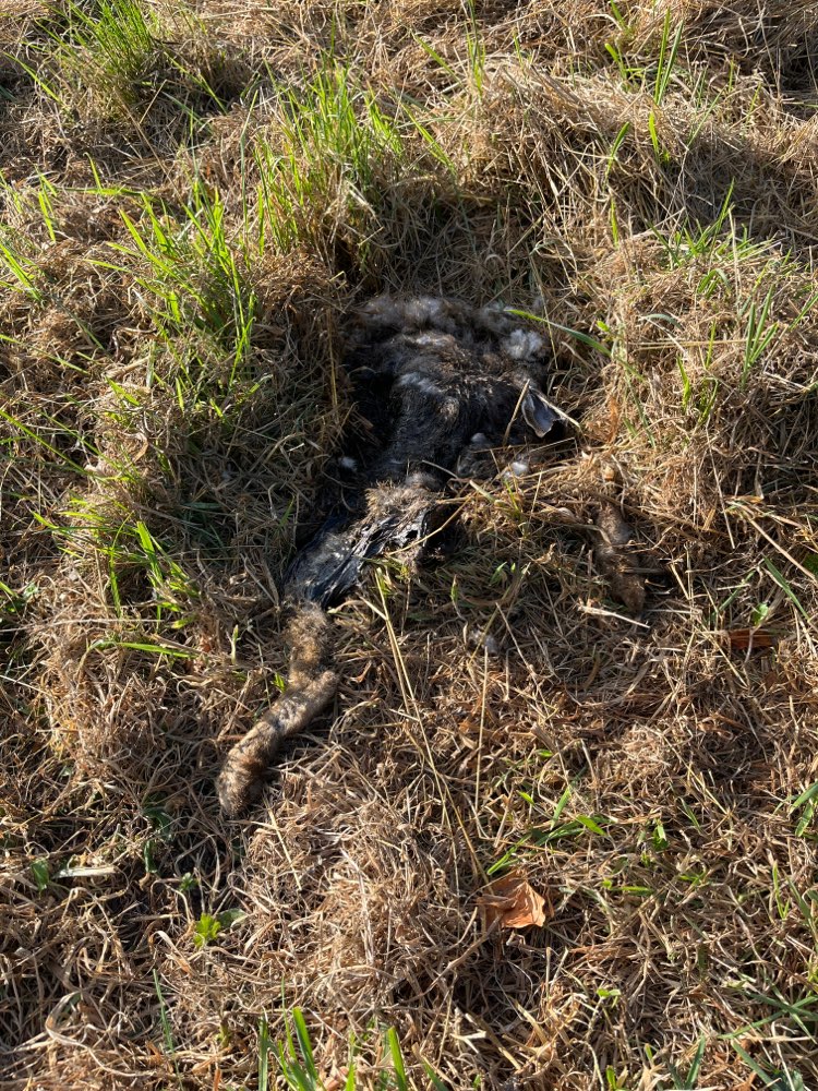 Giftköder-Tierkadaver (Kaninchen)-Profilbild