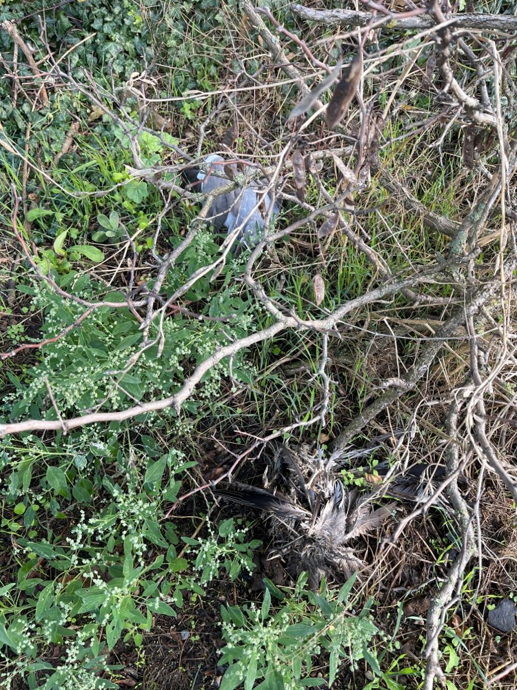 Giftköder-Zwei tote Tauben-Profilbild