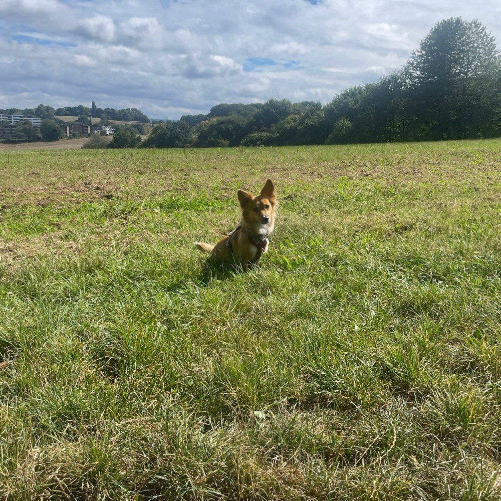 Hundetreffen-Gemeinsame Gassirunde Unterbach-Profilbild