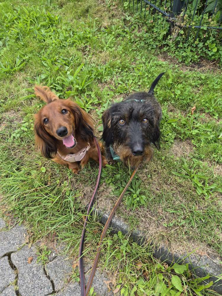 Hundetreffen-Hundewalkies-Profilbild