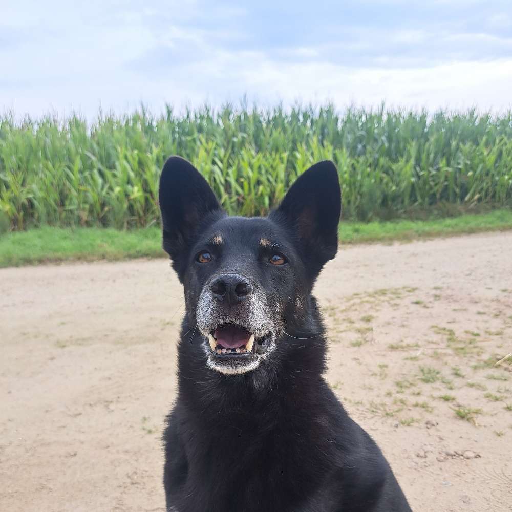 Hundetreffen-Neue Hundekumpels kennenlernen-Profilbild