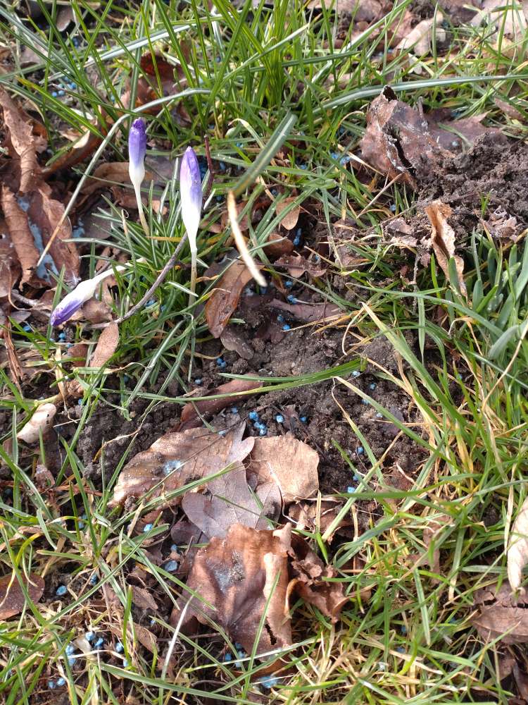 Giftköder-Blaukorn im Beet-Profilbild