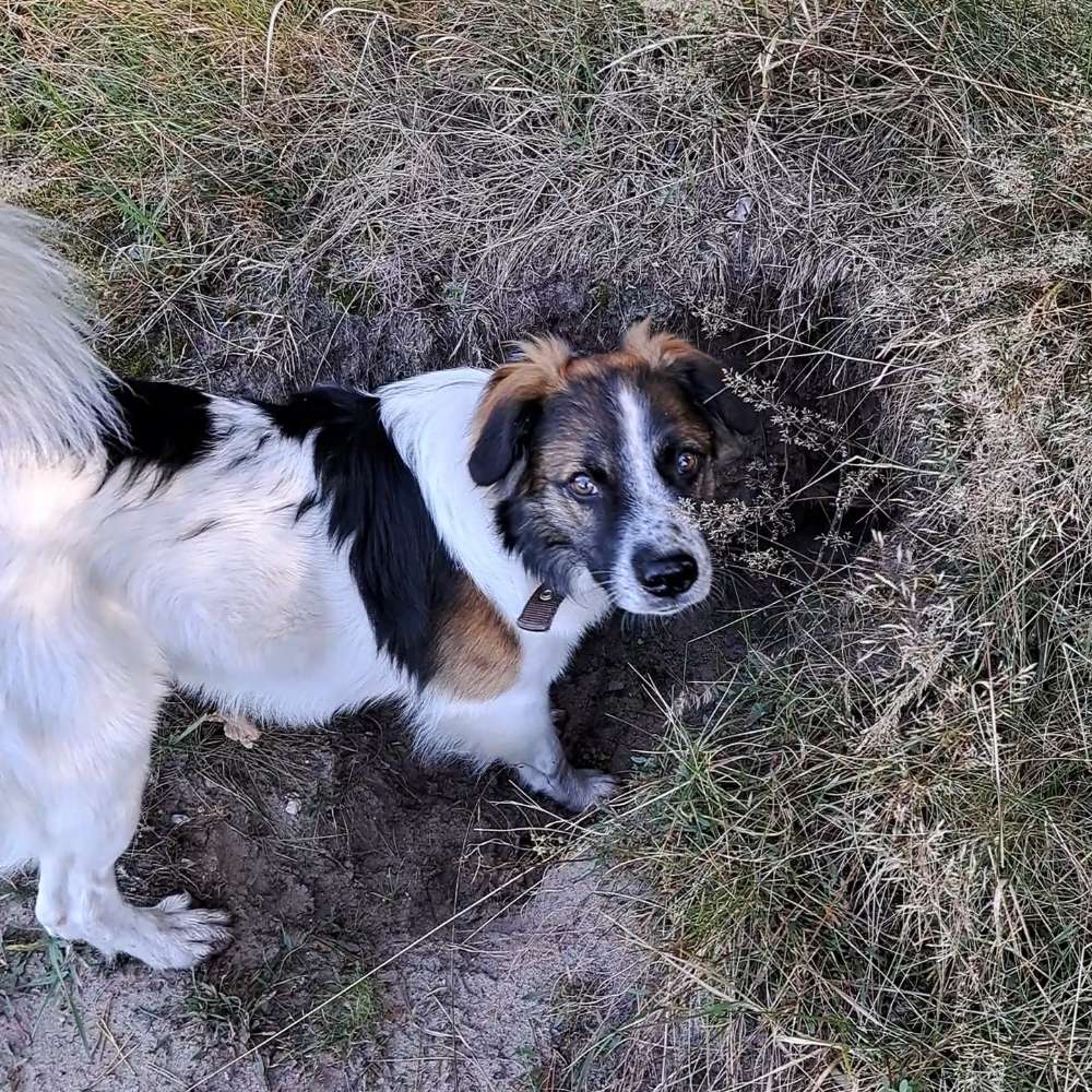 Hundetreffen-Hilfe/Experiment beim Hundetraining-Profilbild