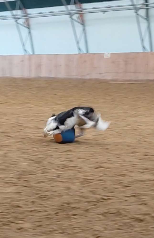 Hundetreffen-Junghundetreffen-Profilbild