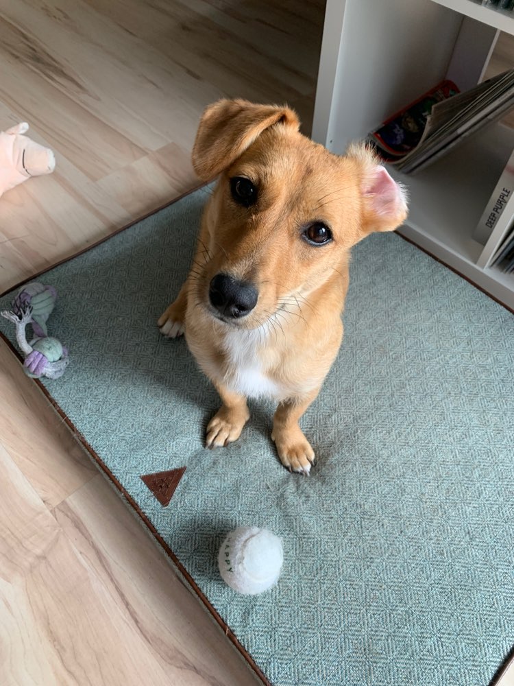 Hundetreffen-Hundetreff-Profilbild