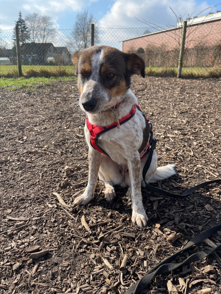 Hundetreffen-Spielrunde in Oelde :)-Profilbild
