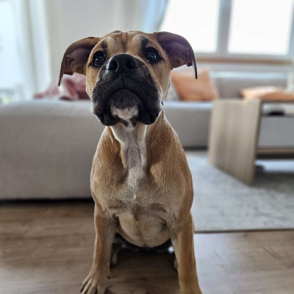 Hundetreffen-Welpentreff-Profilbild