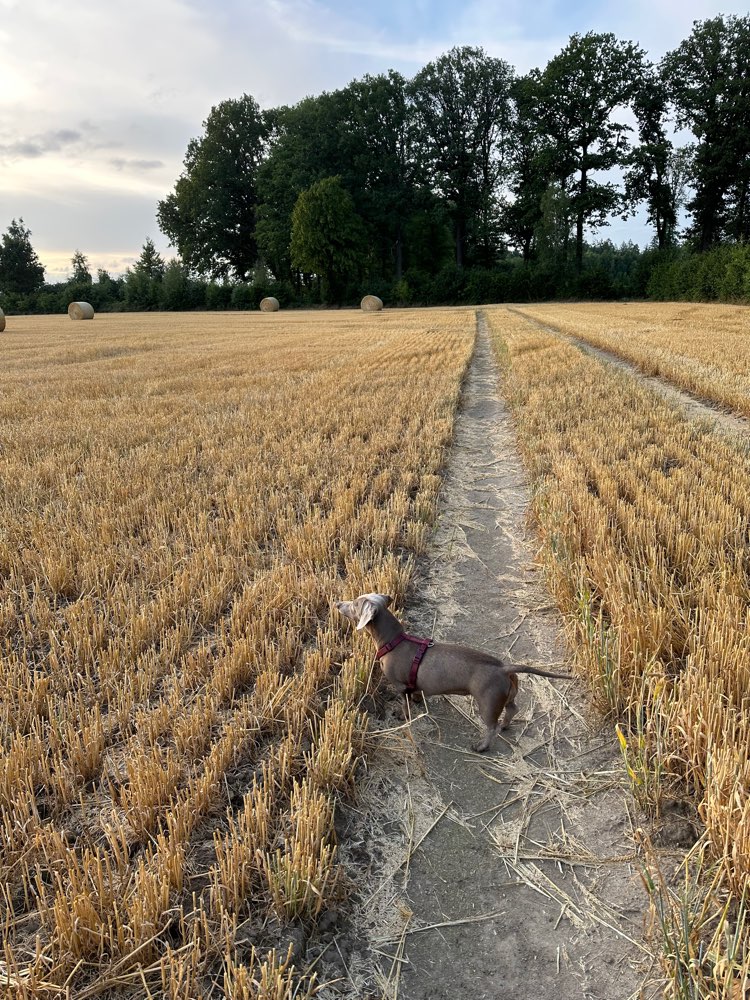 Hundetreffen-Dackel-Profilbild