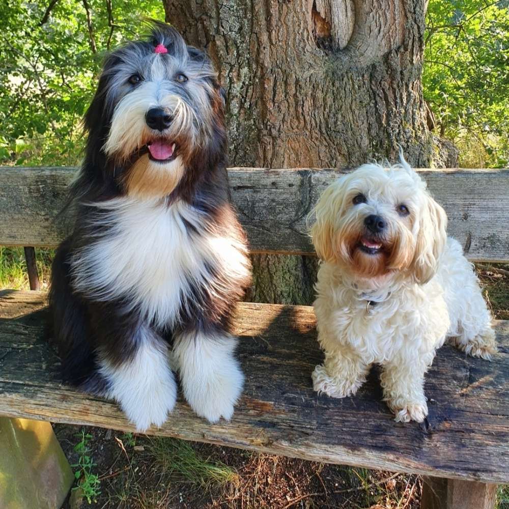 Hundetreffen-Gassi-Begleitung - Schwülper bis BS Nordstadt-Profilbild