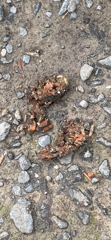 Giftköder-Vermutlich Giftköder-Profilbild