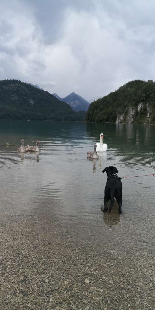 Hundetreffen-Welpen-/ Junghundetreffen-Profilbild