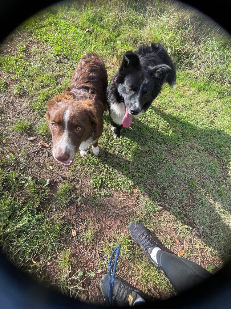 Hundetreffen-Welpentreffen im Kyffhäuserland-Profilbild