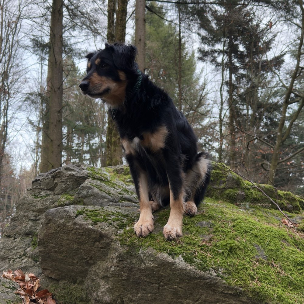 Hundetreffen-Wandern in der kleinen Wolfsschlucht-Profilbild