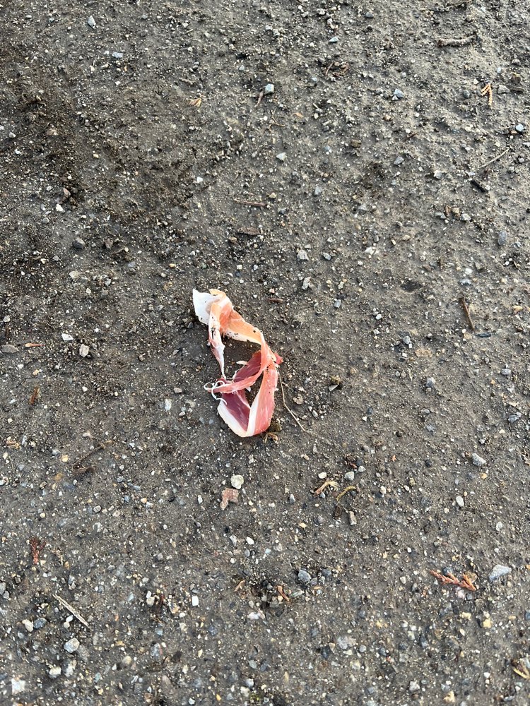 Giftköder-Schinken und Tablettenpackungen-Profilbild