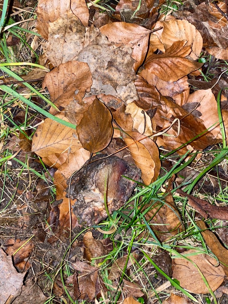 Giftköder-Unbekannter Giftköder-Profilbild