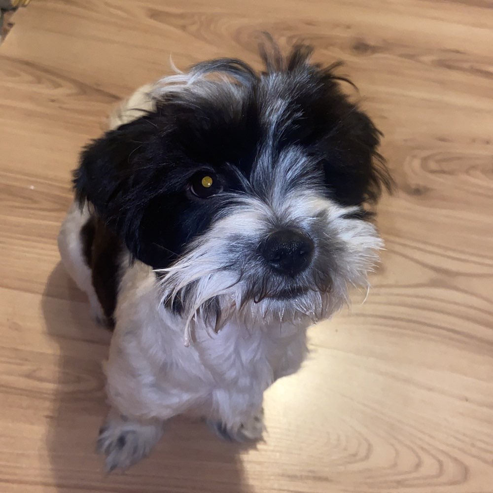 Hundetreffen-Abendlicher Spaziergang-Profilbild