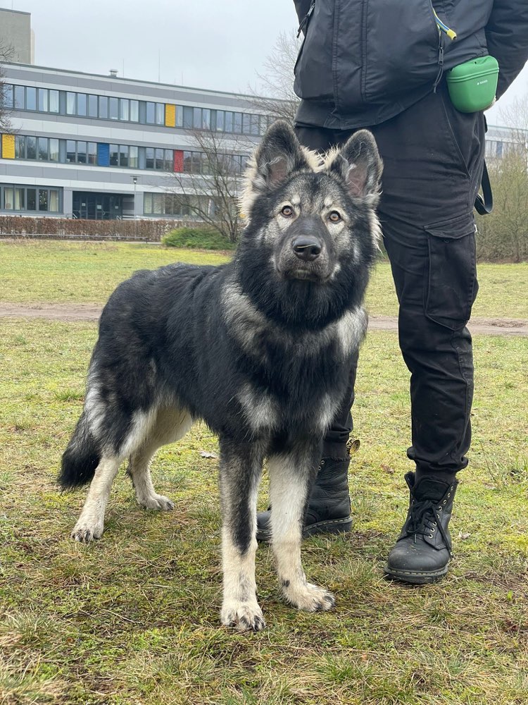 Hundetreffen-Social Walk/neutrales Beisammensein in Ottensen-Profilbild