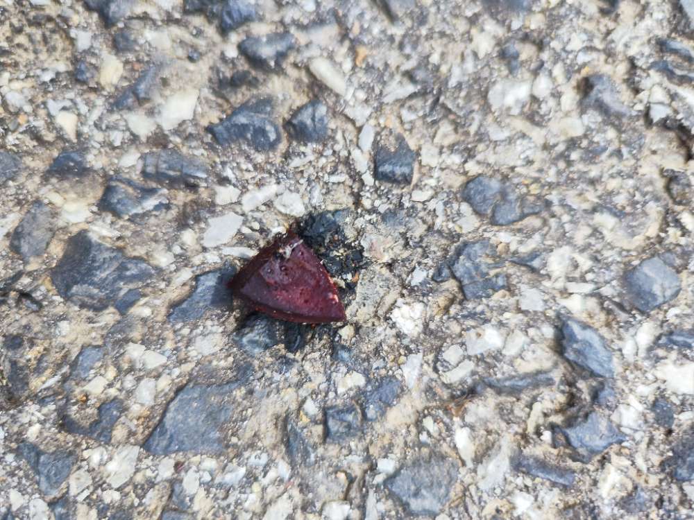 Giftköder-Leckeris-Profilbild