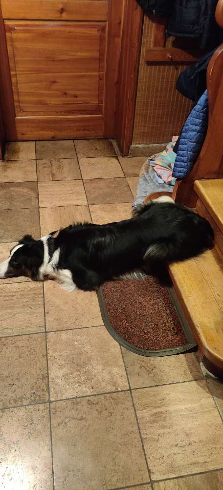 Hundetreffen-Gemeinsames spazieren gehen mit Trainingseinheiten-Profilbild