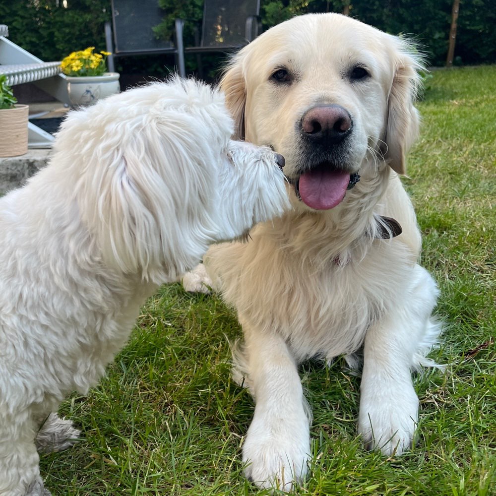 Hundetreffen-Goldi treffen 🌙💗-Profilbild