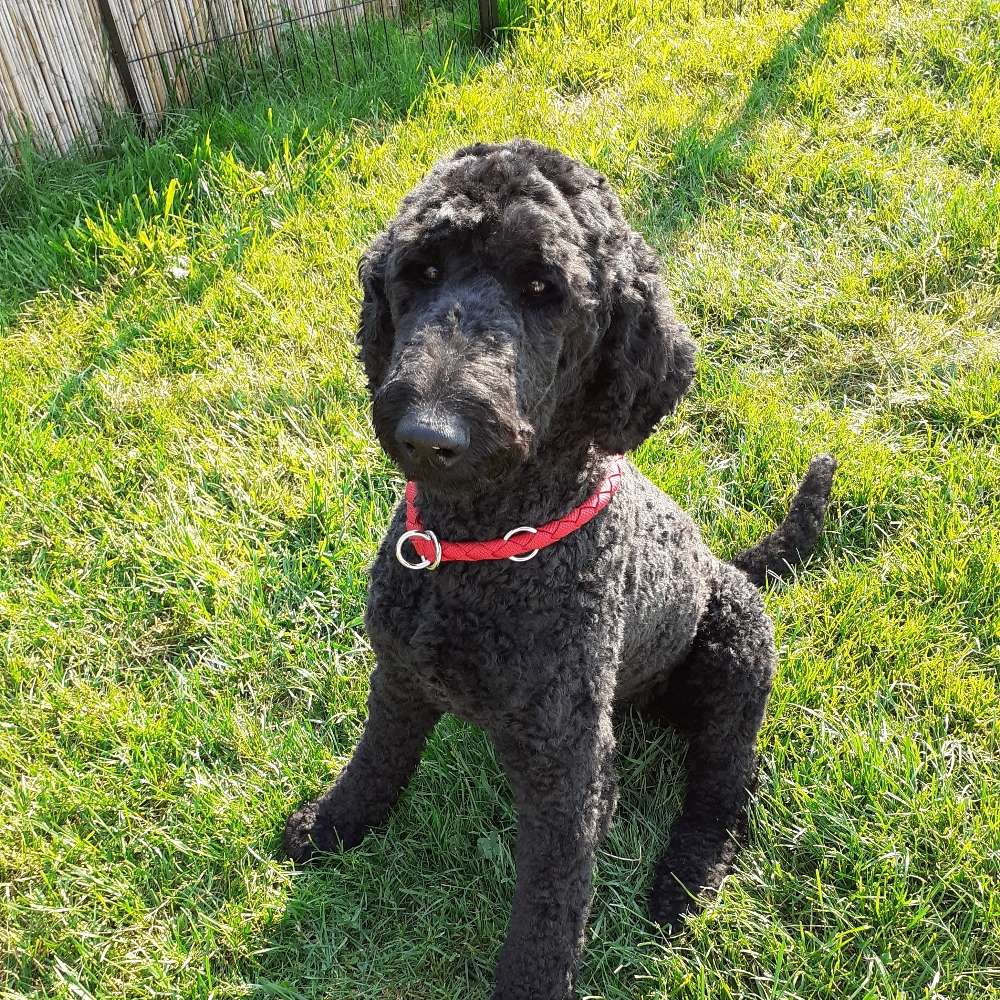 Hundetreffen-Spaziergänge-Profilbild