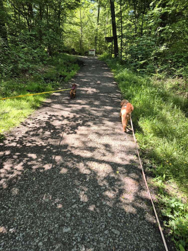 Hundetreffen-Social Walk / Gassirunden-Profilbild