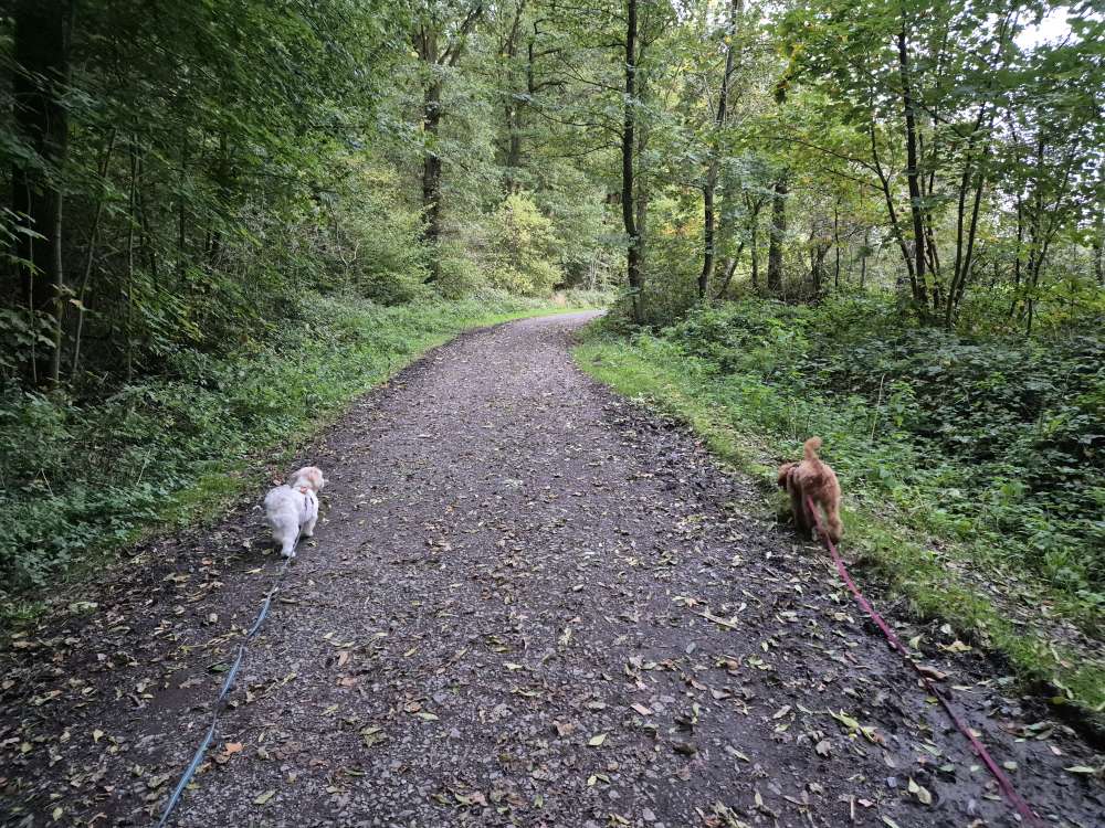 Hundetreffen-Whatsapp-Gruppe für Social-Walks!-Profilbild