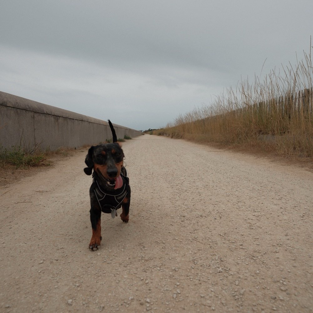 Hundetreffen-Gassi gehen/spielen/trainieren in und um Sauerlach-Profilbild